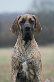 DOGUE ALLEMAND 752